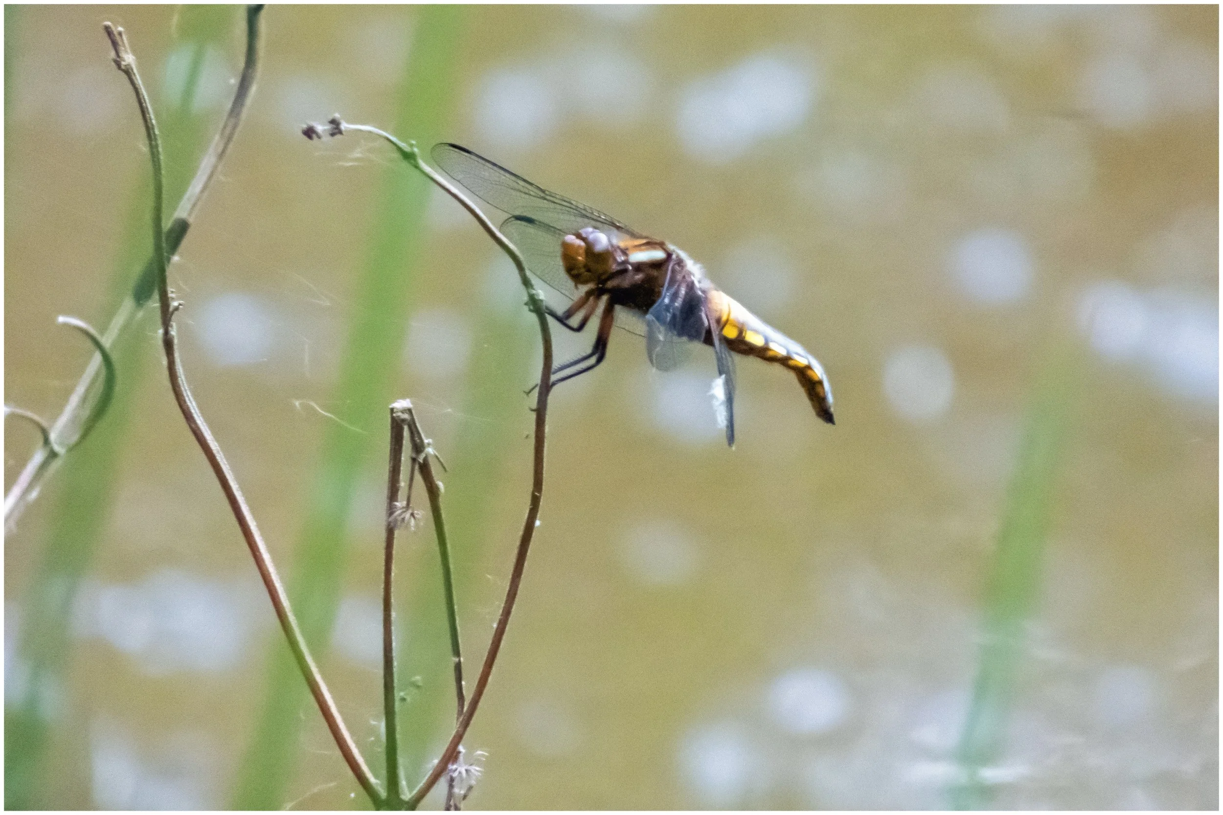 Jennifer Allong - Four-spotted chaser - Dragonfly photographed at Adel Dam nature reserve - May 2026 using Panasonic Lumix FZ82