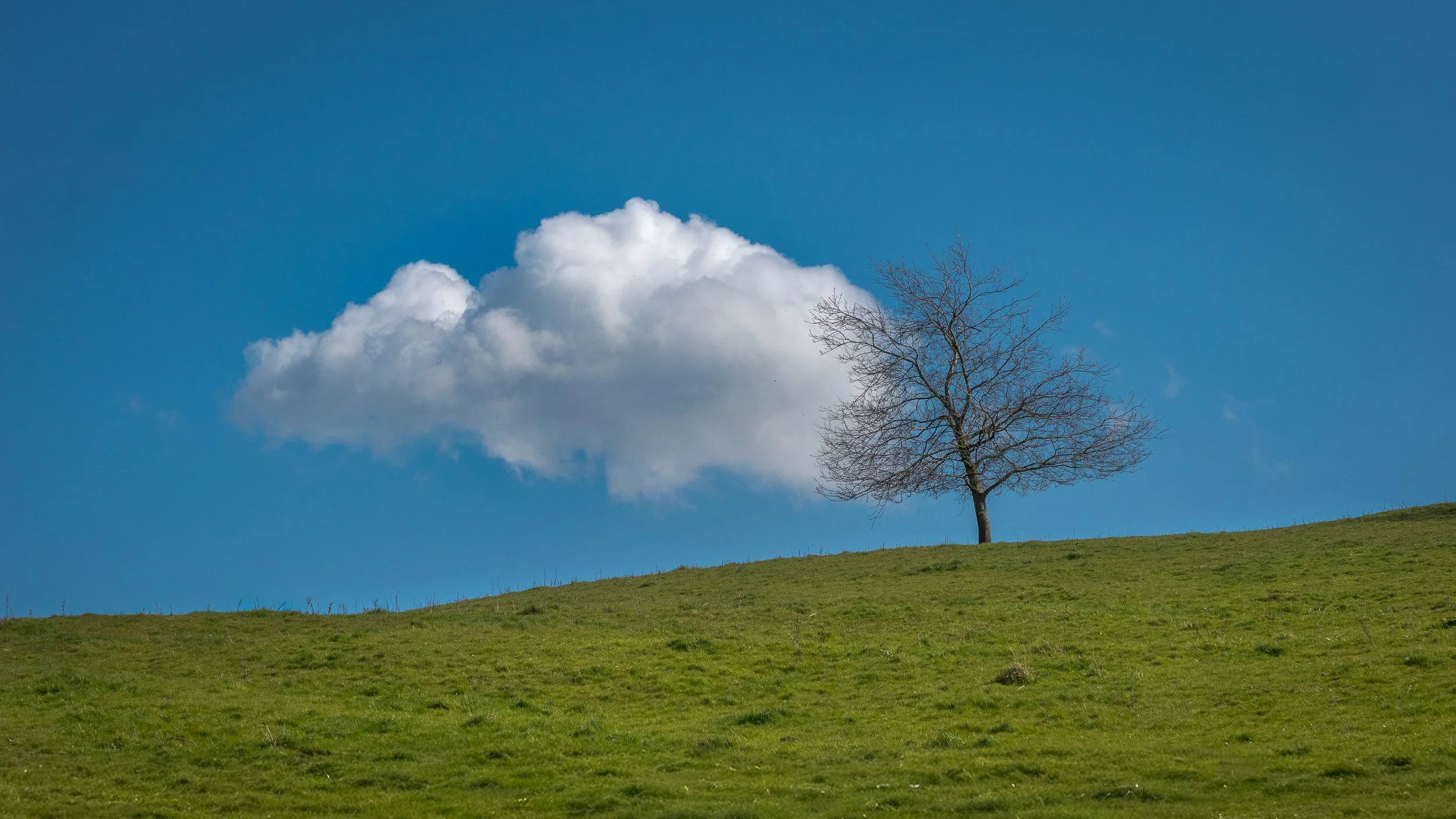 Brian Atter - Lonely as a cloud - OM System OM-1 MK II, 12-40mm f/2.8 II, 1/2500s, f/5.6, ISO 200, Near to Fountains Abbey grounds
13 Apr 2026