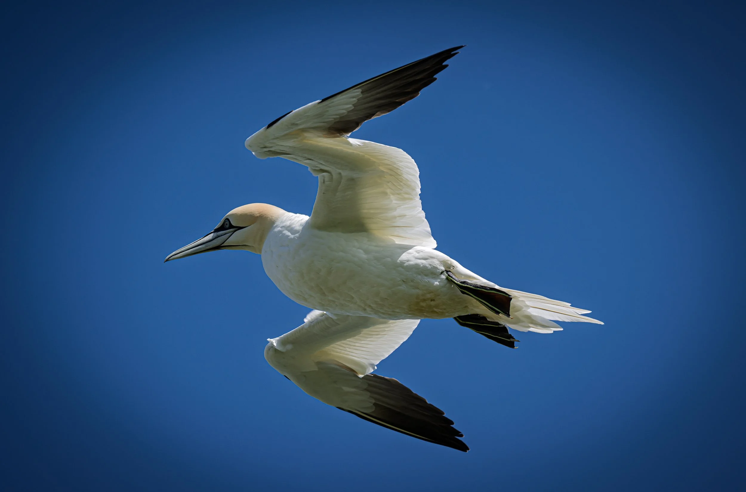 Brian Atter - Gannet fly-by - Nikon Z9, Z 100-400mm f/4.5-5.6, 1/1600s, f/5.6, ISO 140
Bempton Reserve, 23 May 2025