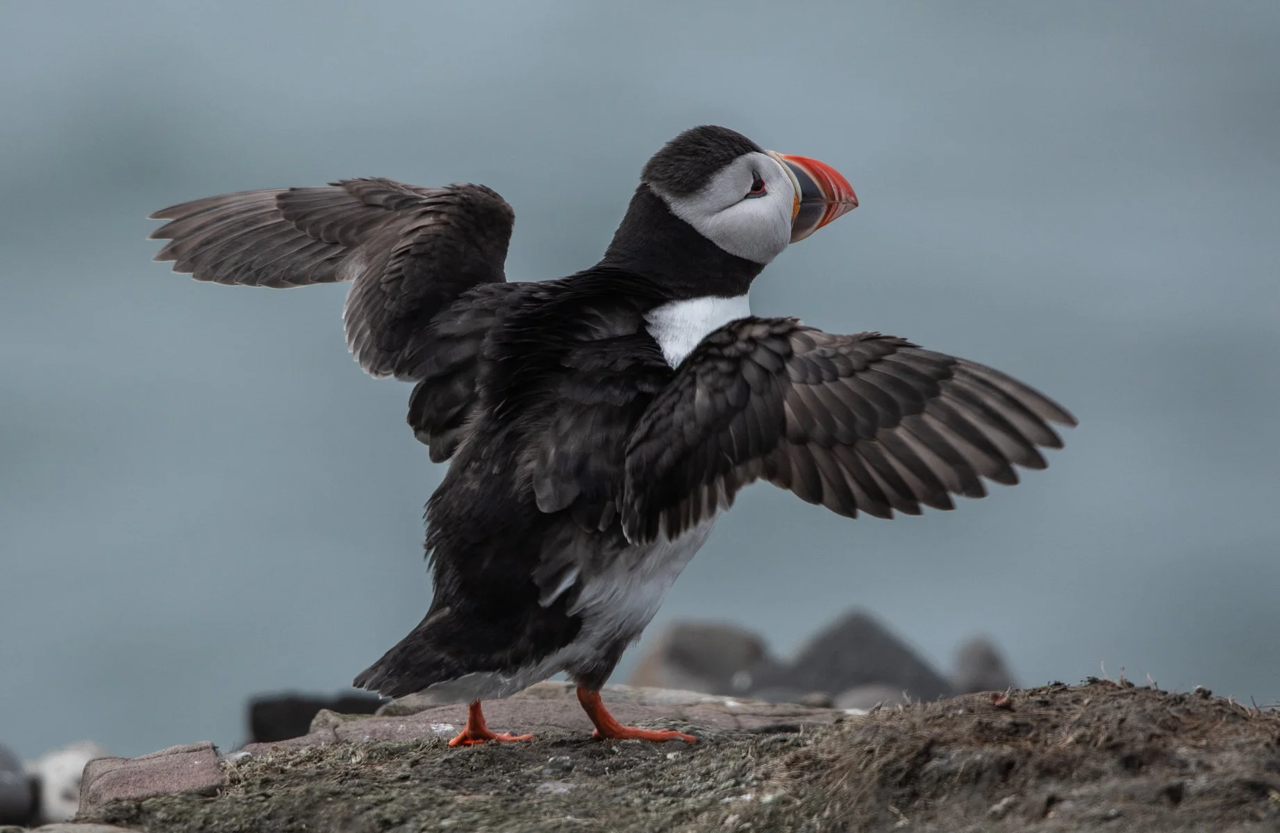 Ian Beck - Puffin, Farne Islands - A trip to the Farne Islands where Puffins were building nests.