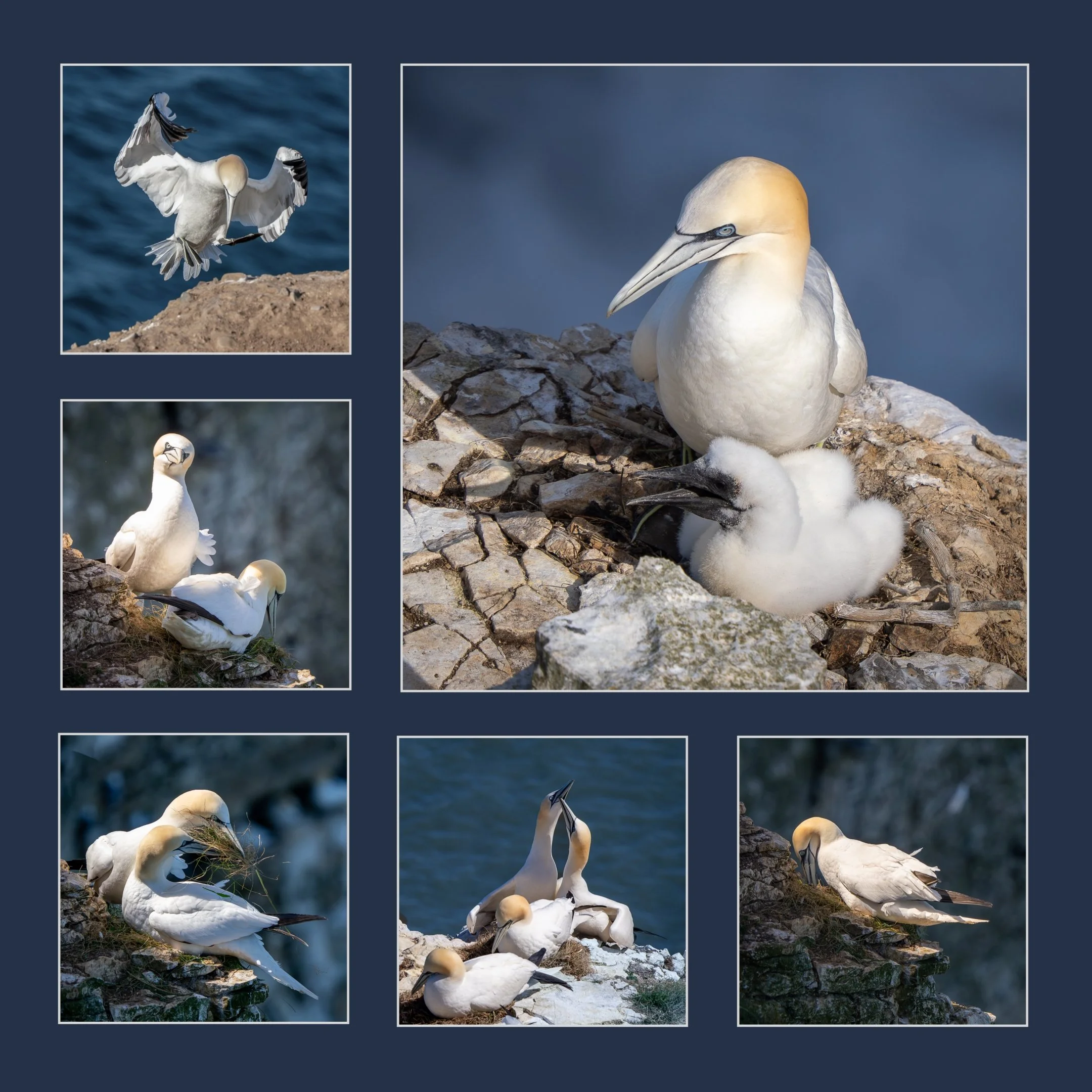 Gannets at Bempton Cliffs - Michelle Bray

Each spring bird activity ramps up at Bempton Cliffs  on the East Coast as the various species there prepare to reproduce and raise their young. 
In this panel I have attempted to show  Gannets at busy at wo