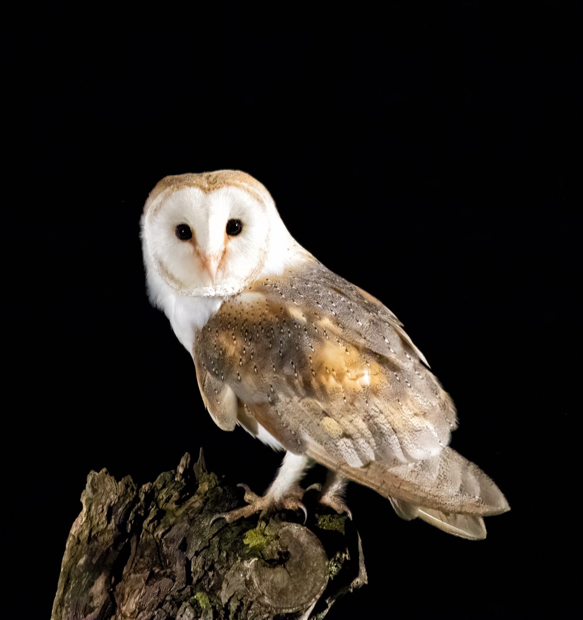 Michael Gough - Barn Owl - Canon 7D, Sigma, 150-600mm, 1/125th second, f/6.3,ISO 12800