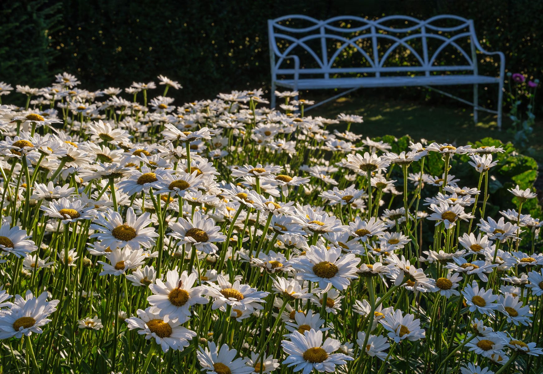 HPS trailer (Kiplin Hall daisies).jpg