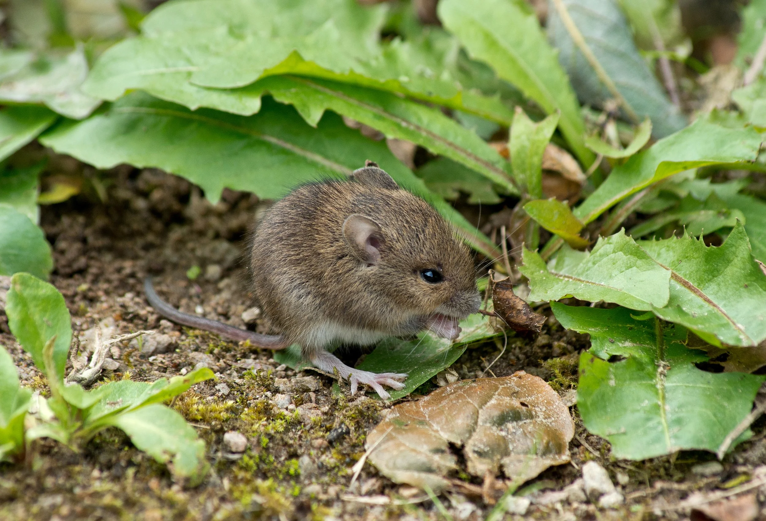 Mike Hudson - Young Woodmouse - National Trust Plas Yn Rhiw, Wales. Pentax K-5 ii, Pentax 55-300 zoom