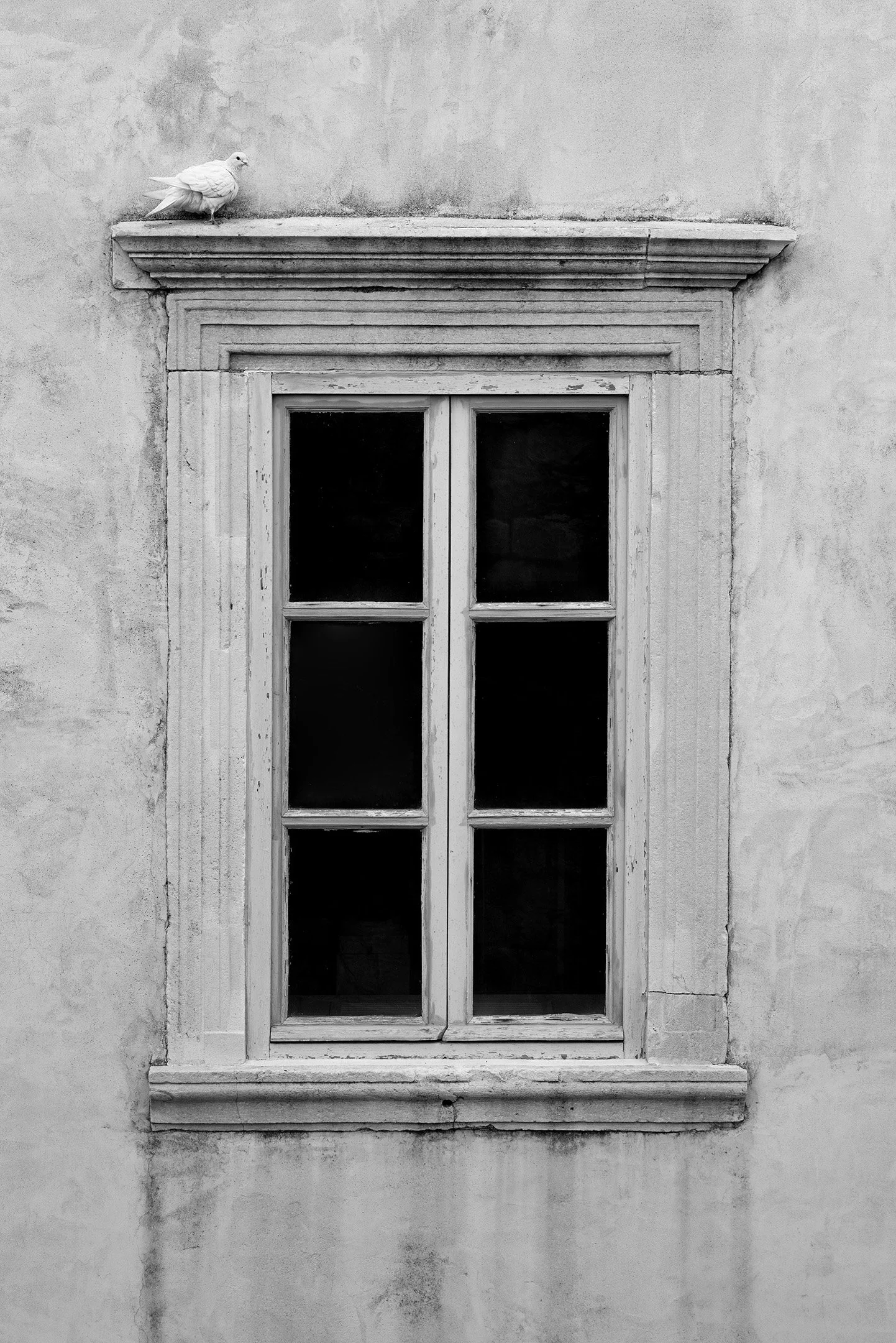Rozalia Szatanik - White dove - Taken while exploring the old city of Dubrovnik. Settings: focal length 48mm, f/5.6, 1/400sec, ISO400.
