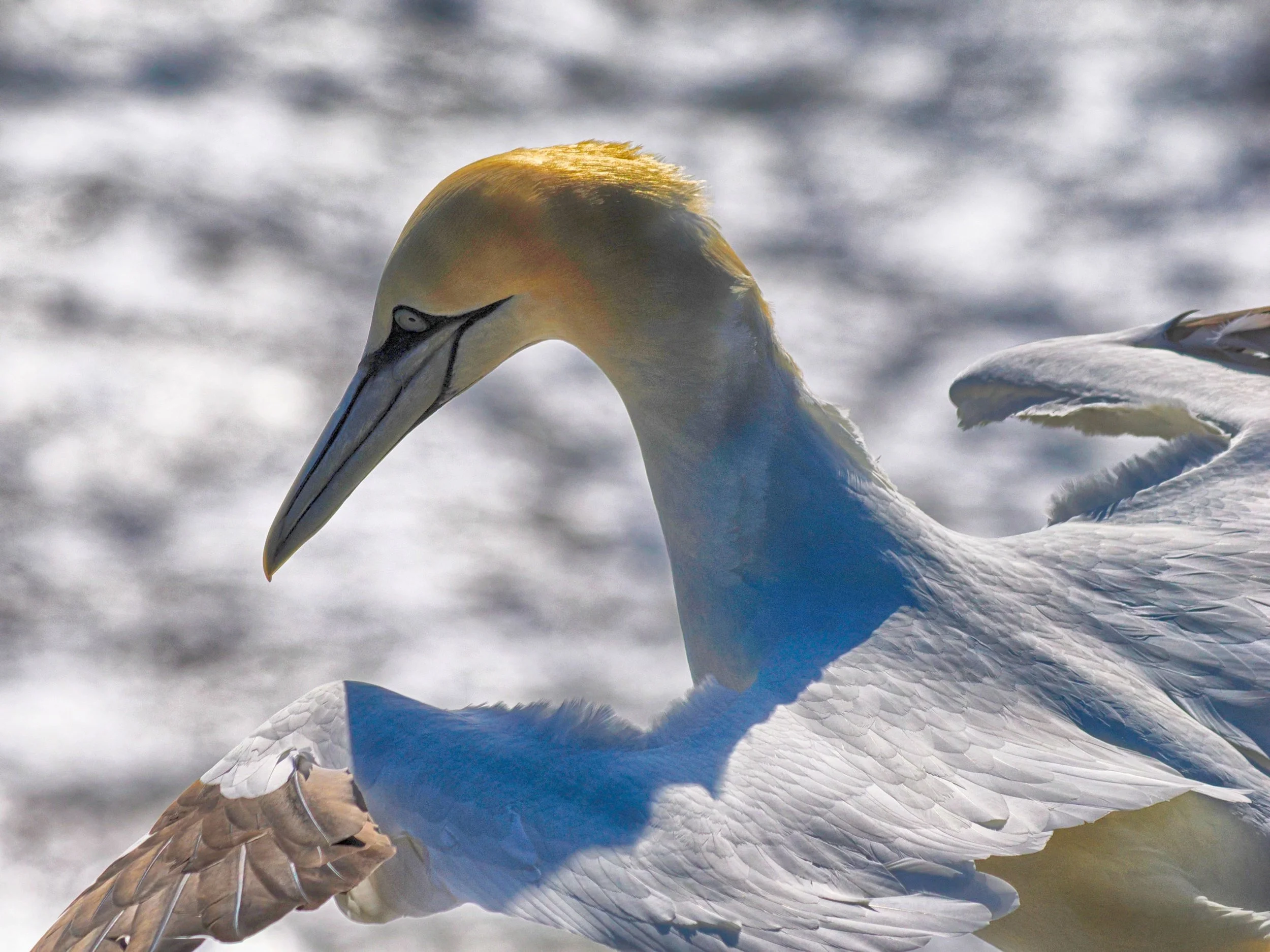 Mike Gosling - Bempton Gannet - Close up detail of a gannet from Bempton Cliffs.