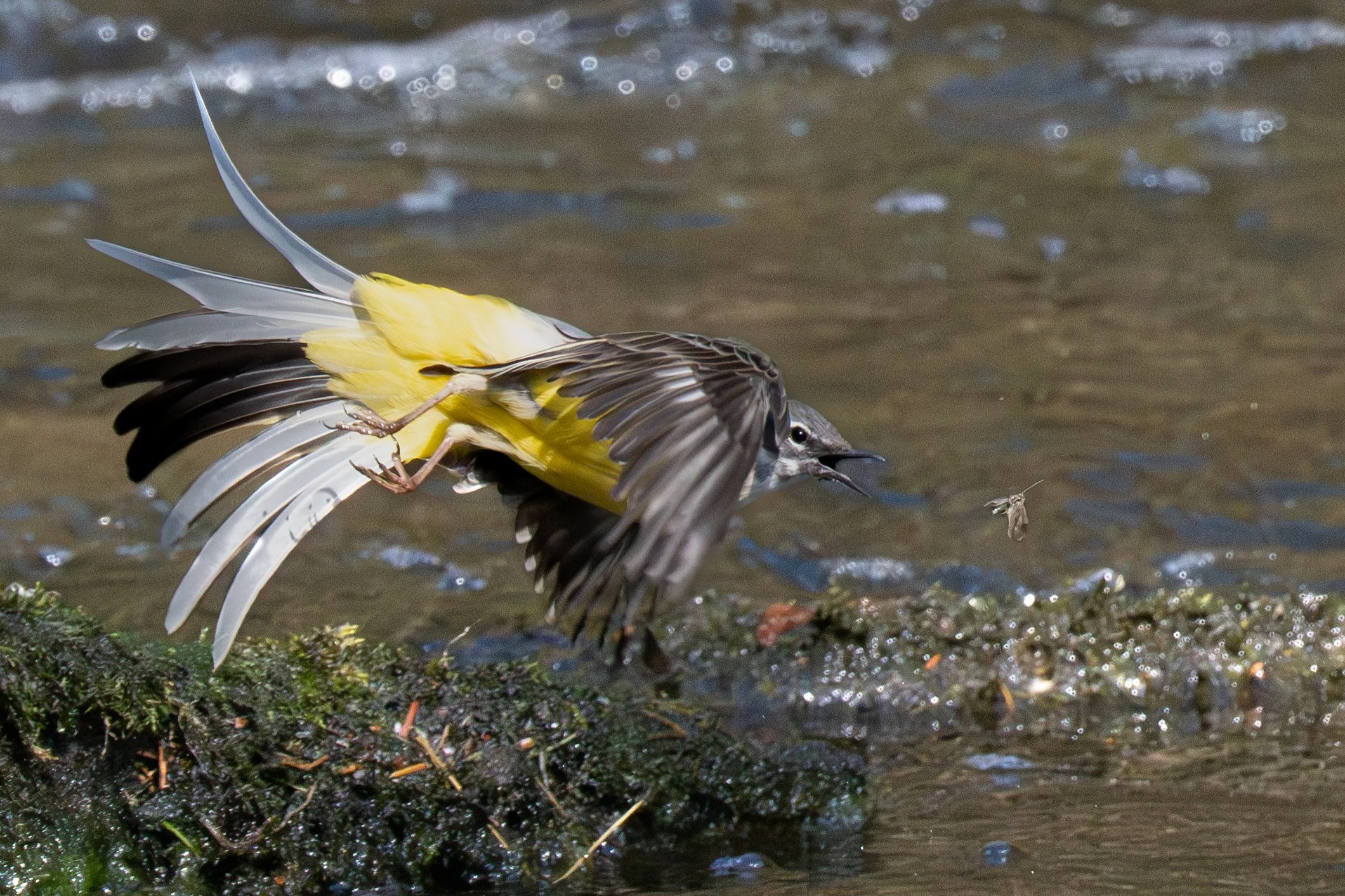 Jackie Martin - Grey Wagtail on the River Nidd - OM1 mkii with M.Zuiko 150-400 TC1.25x f4.5 PRO - 400mm f9.0 1/400 ISO 8000 
Grey wagtail catching a fly on the River Nidd taken 17-03-2025
