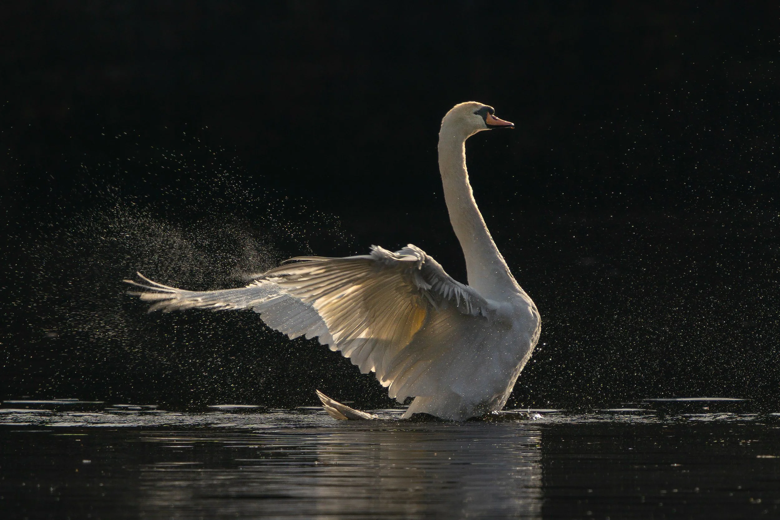 Steve Colbourne - The Ballerina - Studley Royal, Fountains Abbey November 2024
Sony A9, Sony FE 200-600mm 1/1000, F7.1,iso 100, 600mm