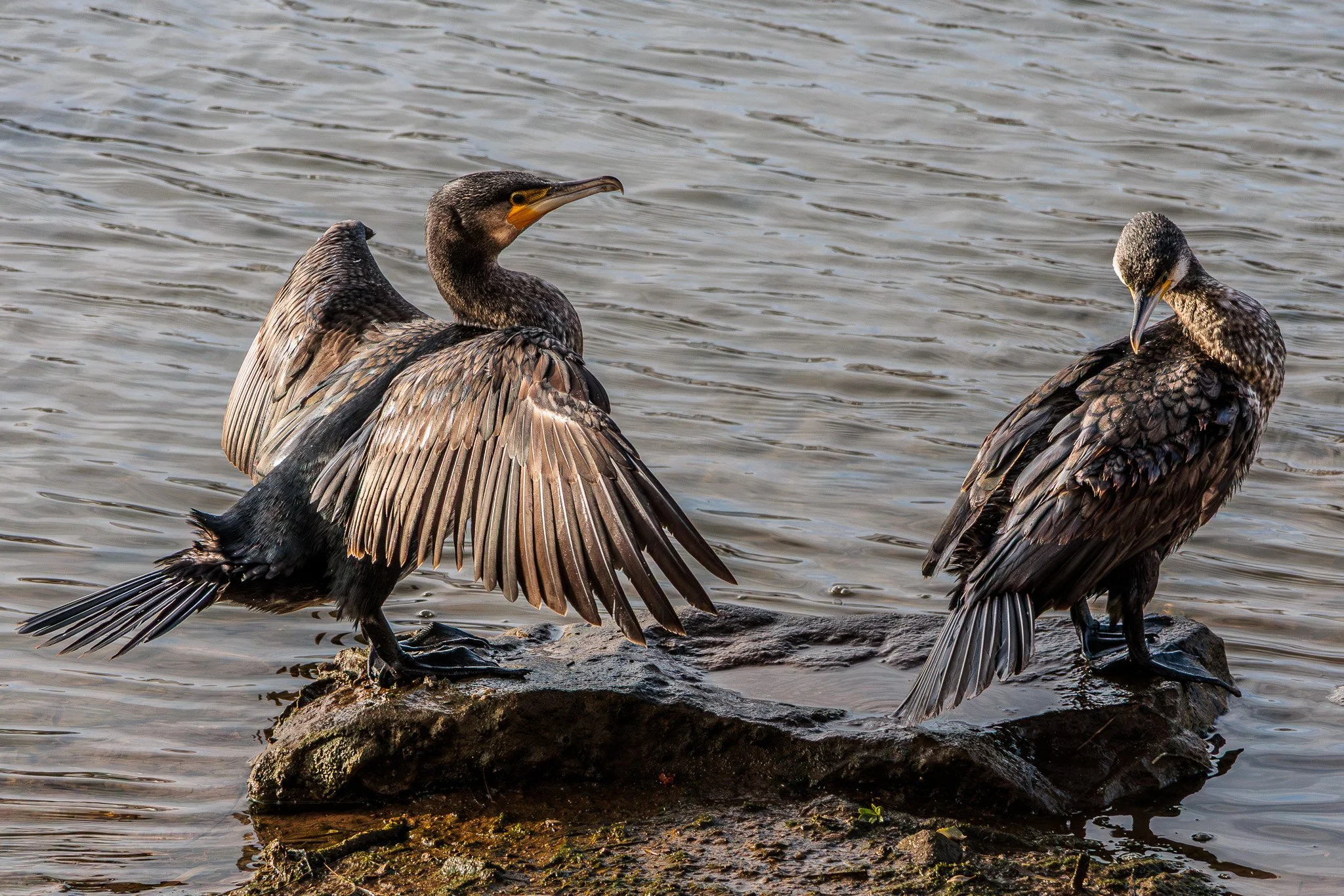 Steve Preston - Cormorants in the morning sun - By the Rio Sequa, Tavira, Portugal. Caught as I walked by the river. Had to be quick before they flew off. Canon EOS R7, RF-S 18-150mm, at 150mm, F7.1, 1/1000, ISO 640