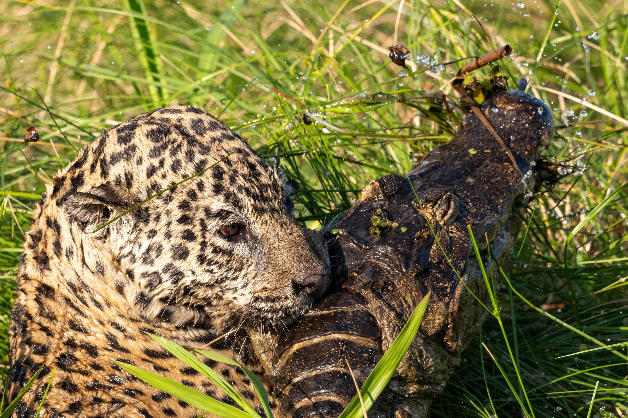 Nigel Harcourt-Brown - Fighting for survival on the Pantanal - An epic tussle between a jaguar and cayman in the shallows