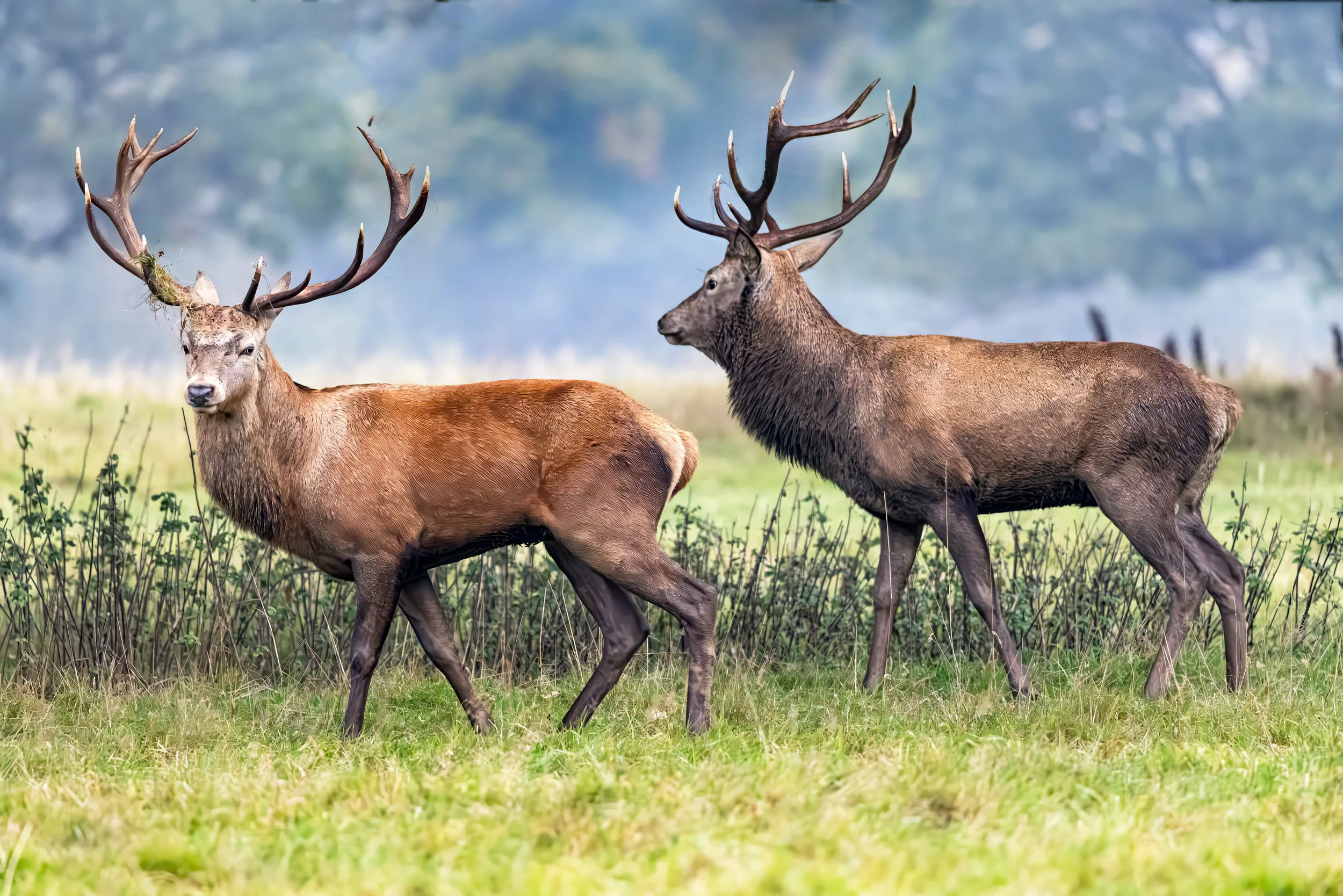 Michael Gough - Stags at Studley Royal - Canon EOS R5, Sigma 150-600mm, f/6.3, 1/1000 second, ISO 8000
