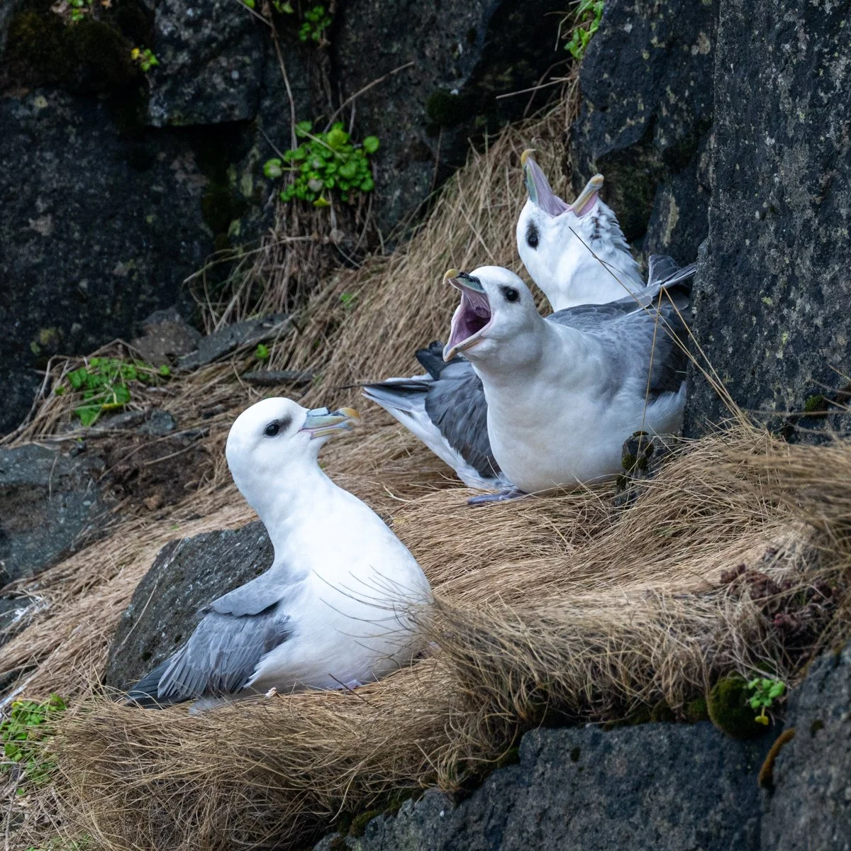 Alistair How - Noisy neighbours - Taken on Icelandic cliffs where mating was in full swing, and lots of territorial squawking! Nikon Z8