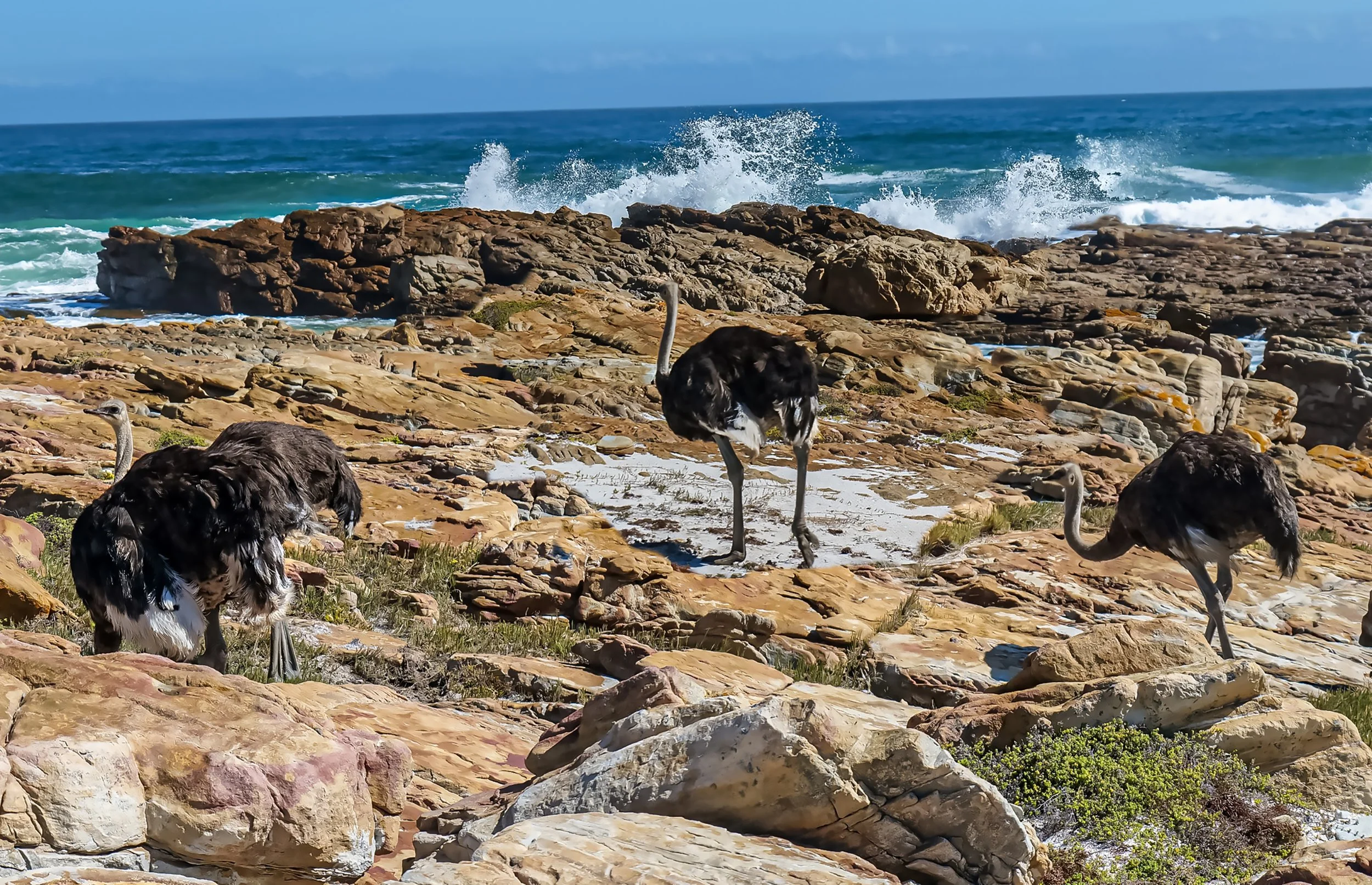 George Marczak - Hopeful Ostriches - Family of wild Ostriches at the Cape of Good Hope Sth.Africa Feb 2026. Panasonic Lumix DC-S5, F/6.3, 1/160 sec, ISO-100, 60mm focal length
