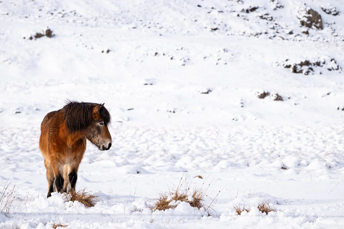 Alistair How - Icelandic Horse - Known for their hardiness, these horses are able to withstand extreme cold. Nikon Z8