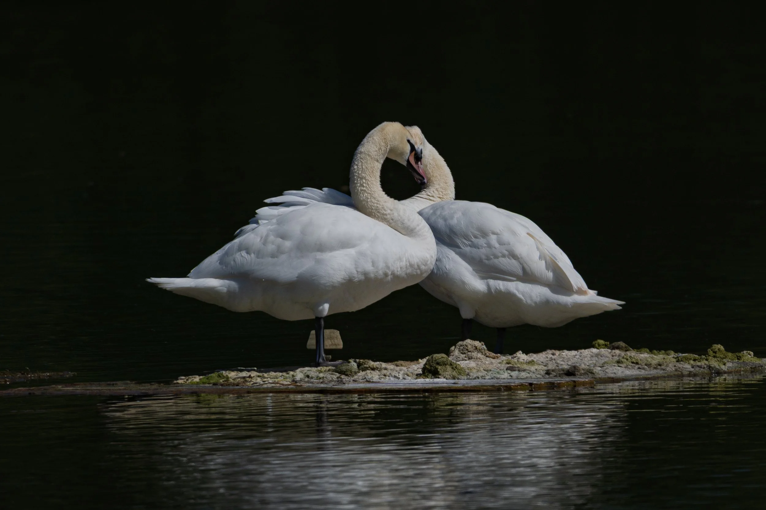 Brian Atter - It must be Love - Nikon Z8, 600mm f/6.3, 1/2500s, f/6.3, ISO 90
Marfield Wetlands
