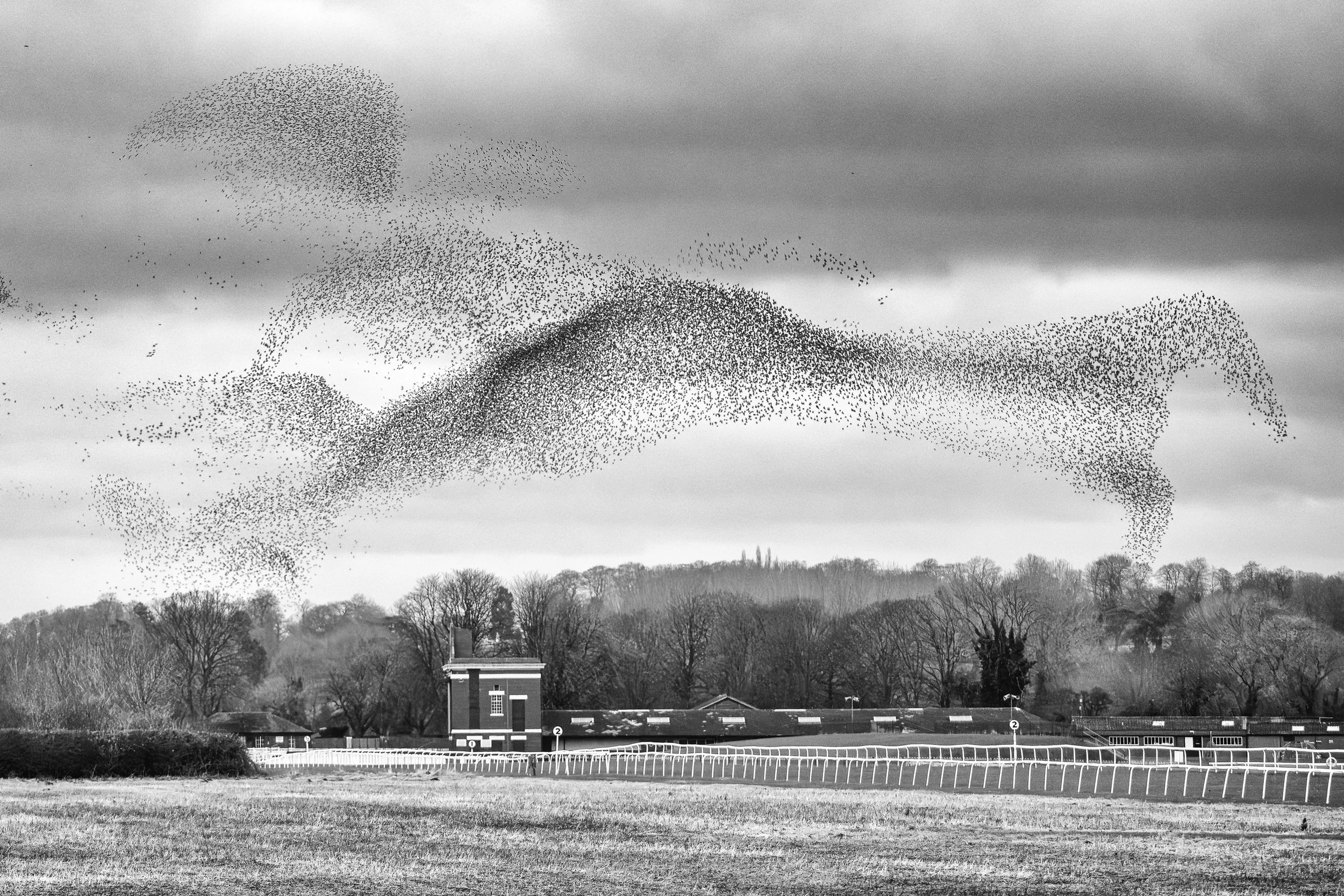 Mike Morley - Racehorse shape of Starlings over Ripon racecourse - It was pure luck that the murmuration of starlings flying over Ripon racecourse made this racehorse shape. No AI was used to create this, I just converted the image to black and white