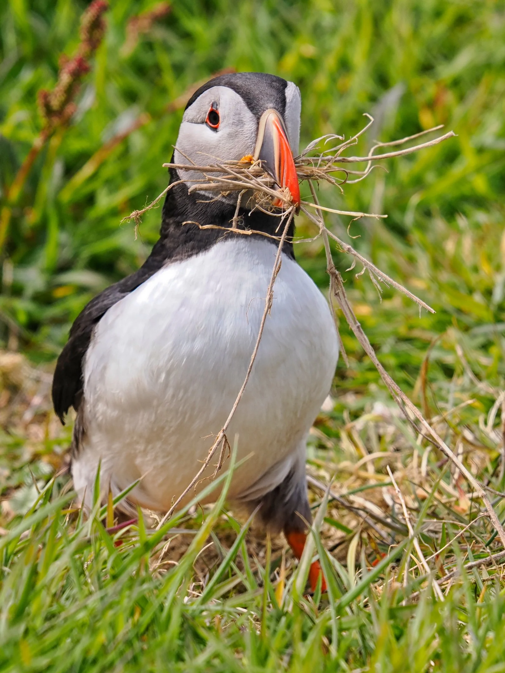 Mike Gosling - Puffin - An early season shot of a puffin preparing the burrow. Lunga Island. May 2026