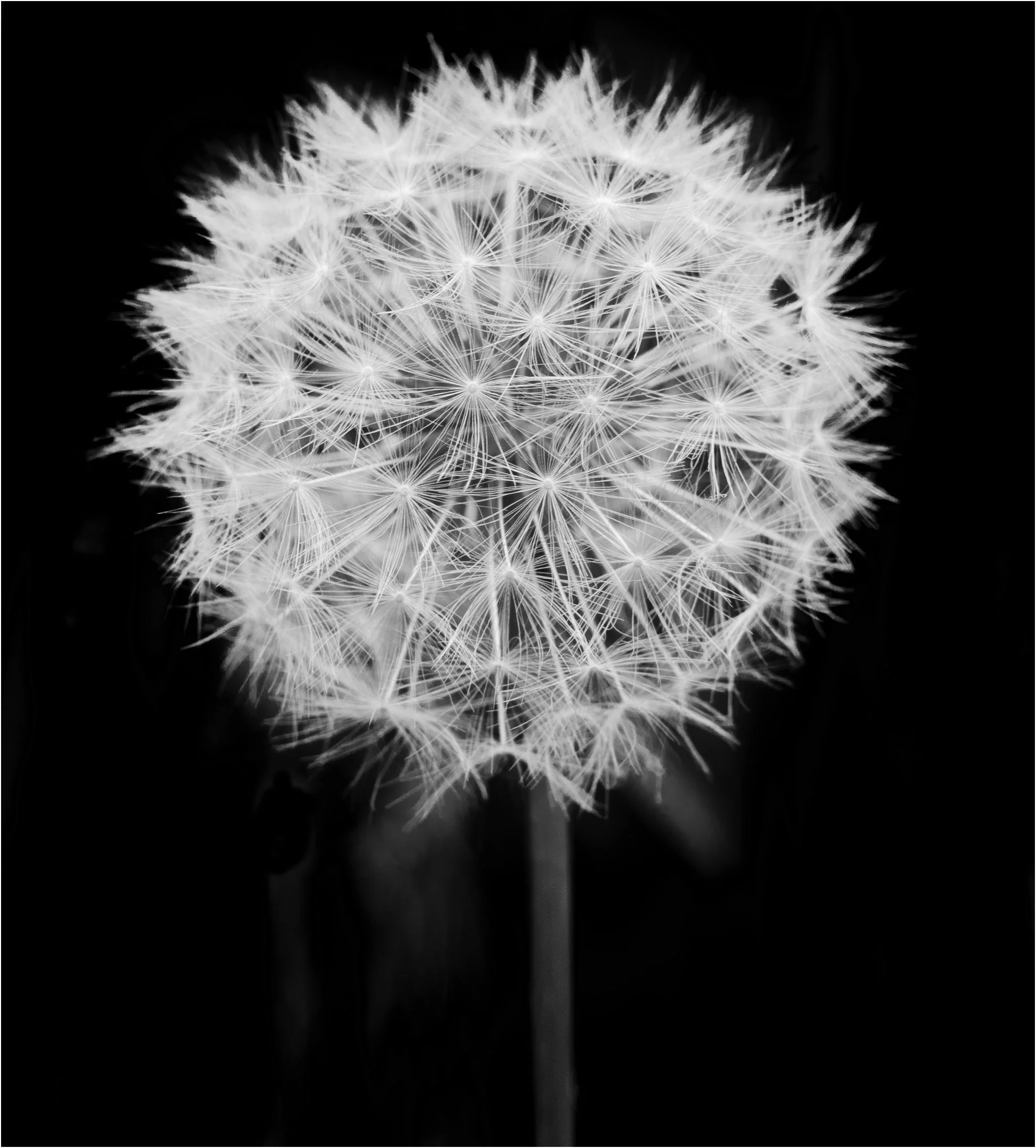 Fintan Healy - Head full of seed - Camera:  Canon EOS R, with RF24-105 + Macro extension tubes, Exposure: 2/5 second, at f/16 and ISO 200, Post processing in Lightroom Classic