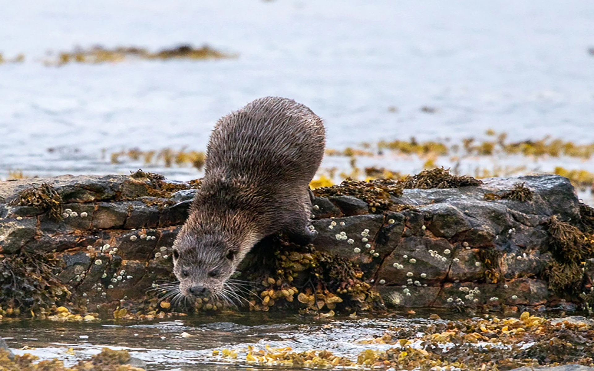 Ian Beck - Sea Otter - On a trip around the NC500, the Otter was busy hunting.