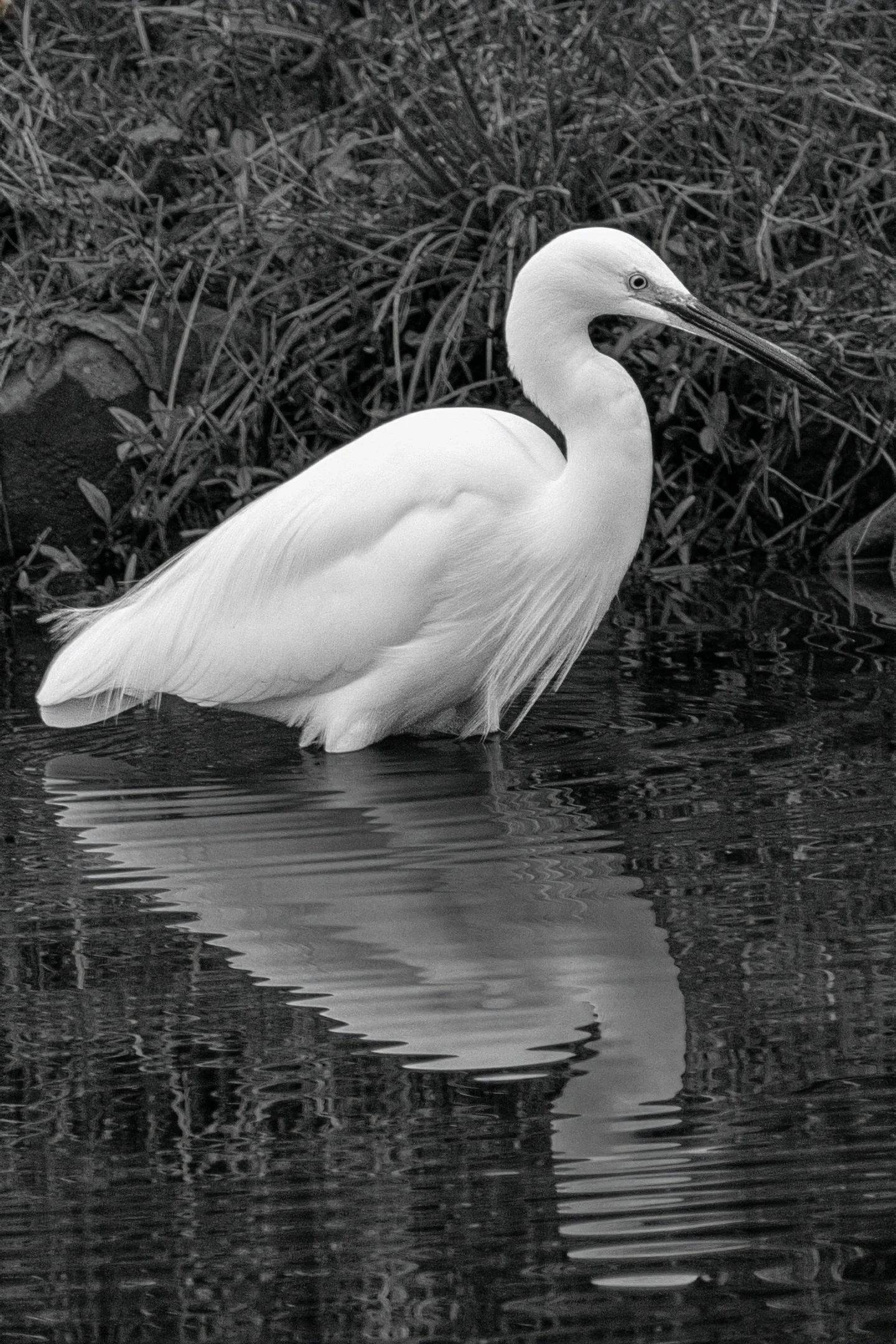 Tim Needham - Egret on the Wharfe - OM-1 Mk II, Olympus 100-400mm, F7.1, 1/160s, ISO 800