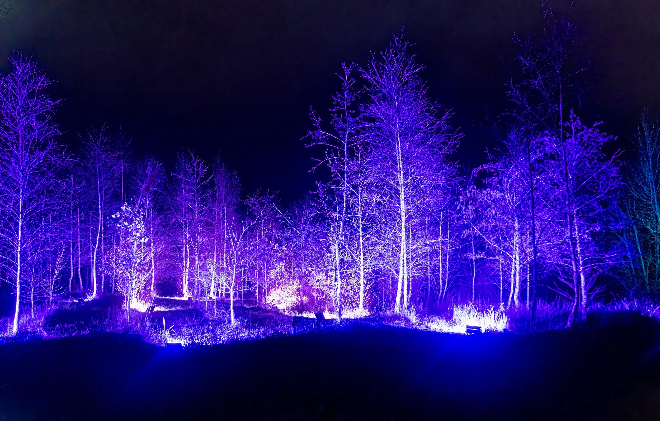 Michael Gough - Harlow Carr Illuminations - Canon EOS R5, Canon EF 24-105 , f/4.0, 1/50 seconds, ISO 8000