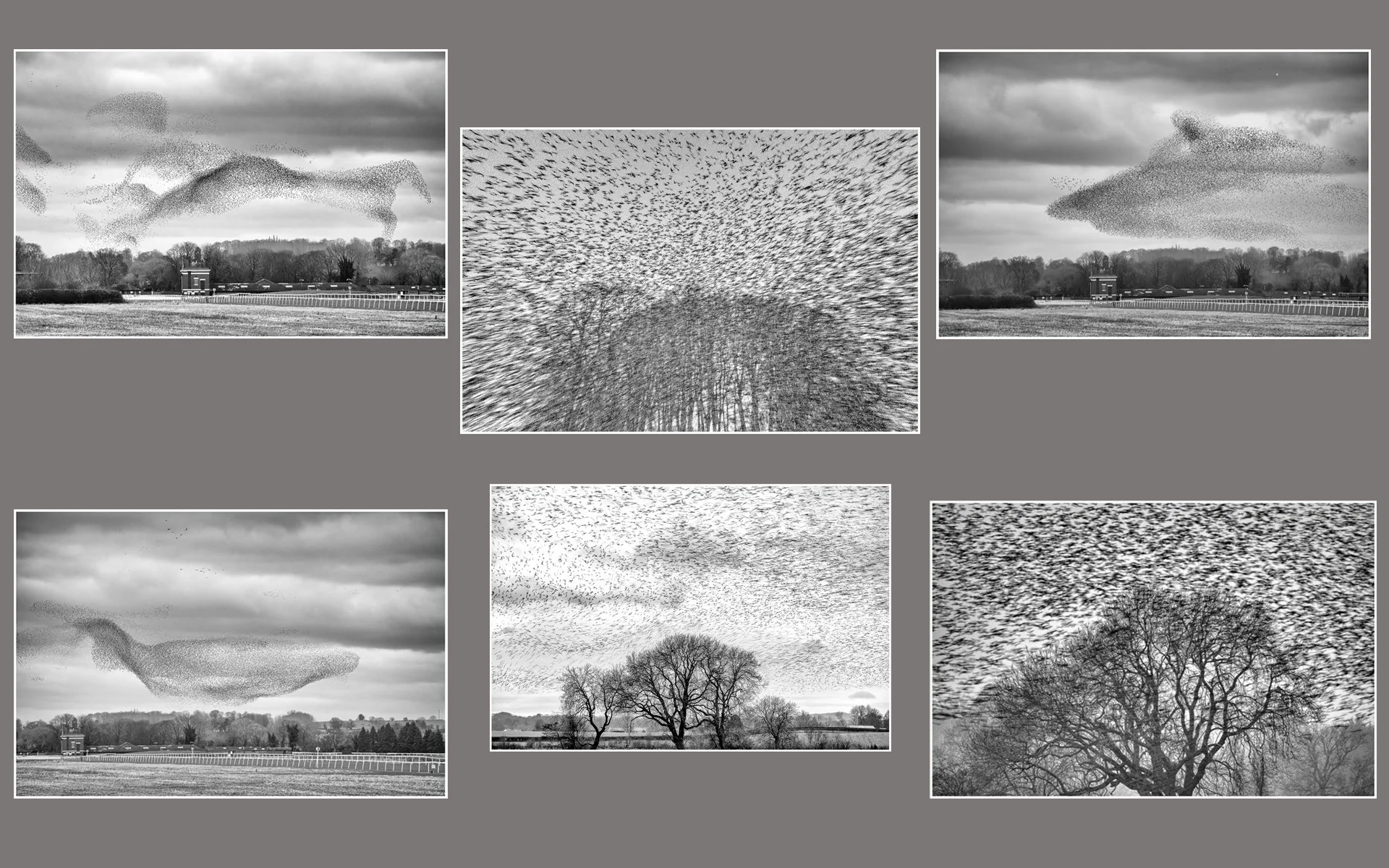 Starling Murmuration - Mike Morley

It is an incredible experience have tens of thousands of starlings flying low overhead at sunset in a murmuration and to feel the breeze from all their flapping wings. Long exposures make dramatic patterns in the s