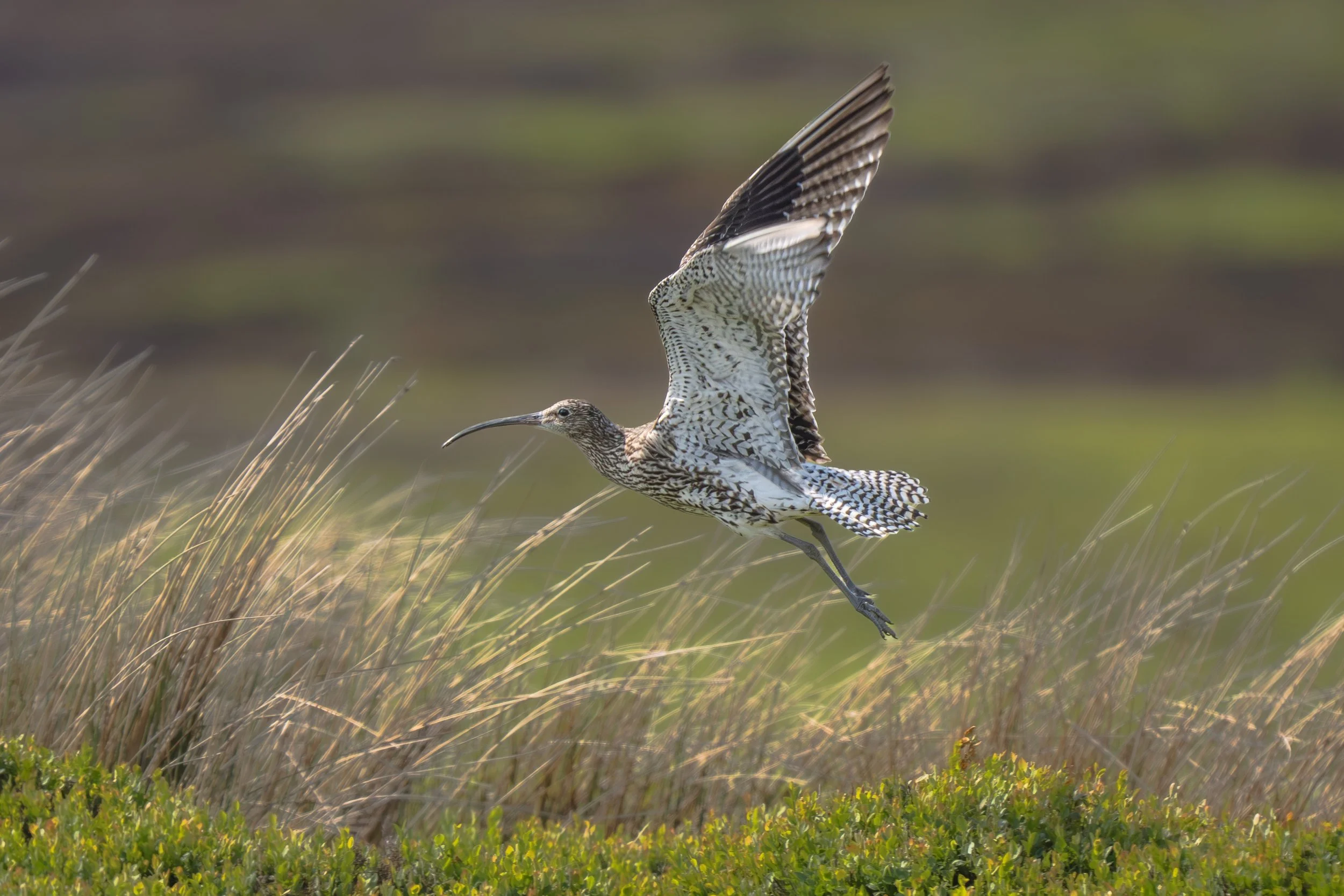 Jackie Martin - Curlew in the Yorkshire Dales - OM1 mkii with M.Zuiko 150-400 TC1.25x f4.5 Pro - 445mm f5.6 1/2000 ISO 640. A curlew was flying around its nest protecting its chick from predators - 04.06.2025