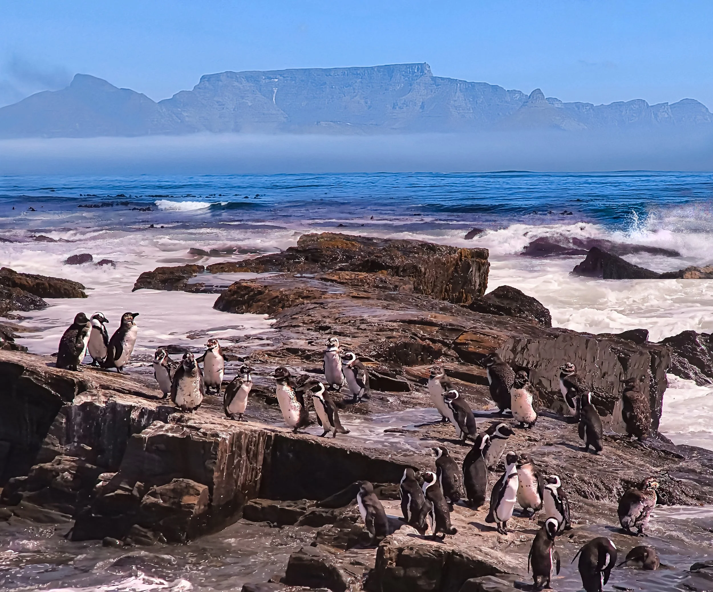 George Marczak - Robben Island Penguins - Penguins on Robben Island with Cape Towns Table Mountain. Feb 2026
Lumix DC-S5, F/16, 1/4000 sec, ISO 3200, 90mm