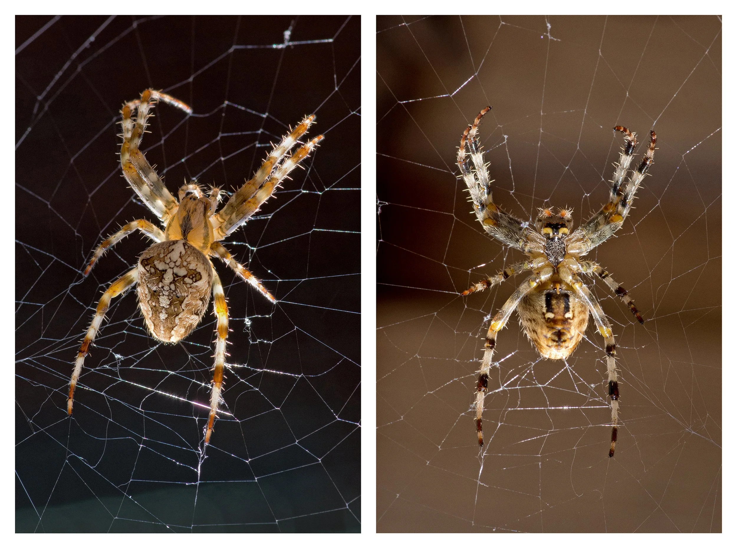 Mike Hudson - European Garden Spider - Back Garden. Pentax K-5 ii, Pentax 100 macro lens