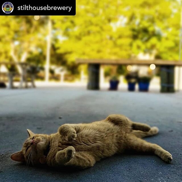 ‪Happy (belated) Birthday to #beercat #brewerycat Brewski of @stilthousebrewery.
.
📸 @stilthousebrewery @christinapage7
.
.
.
.
.
#craftbeer #brewcat #beerkitty #craftbeercat #purrfect #pawesome #cat #cats #gato #neko #katze #chat ‪#beer ‪#flbeer #f
