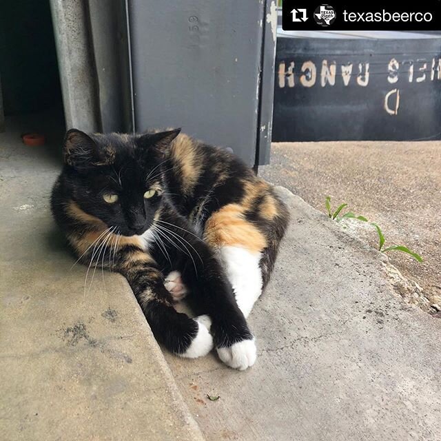 ‪The #beercat days of summer.‬
.
‪#brewerycat Suds trying to stay cool and out of the sun at the brewery.
.
📸 @texasbeerco
.
.
.
.
.
#craftbeer #brewcat #beerkitty #craftbeercat #purrfect #pawesome #cat #cats #gato #neko #katze #chat ‪#beer ‪#calico