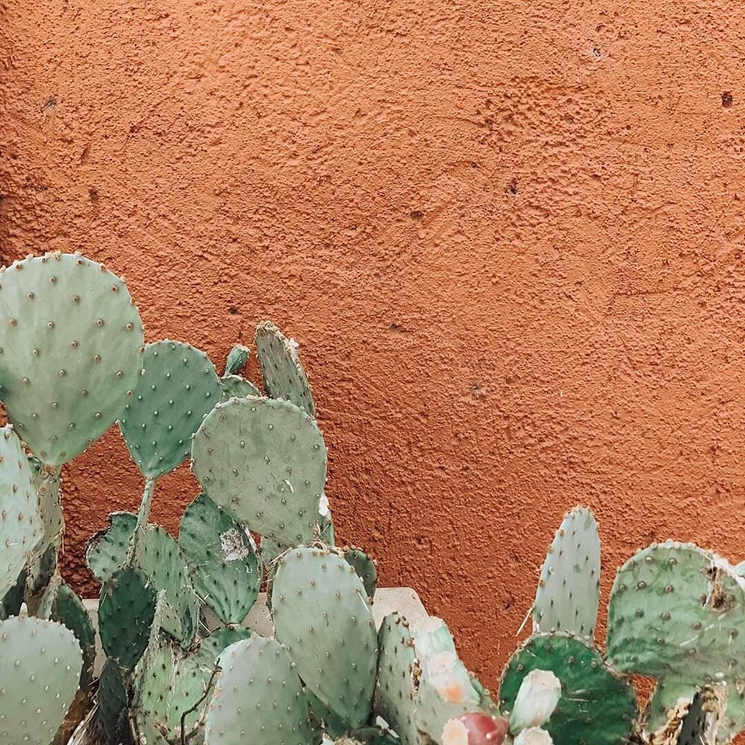 It's getting warm in Southern California ☀️ With temperatures reaching 90&deg;(with only 8% humidity!), my skin is about to look and feel like this cactus 🌵