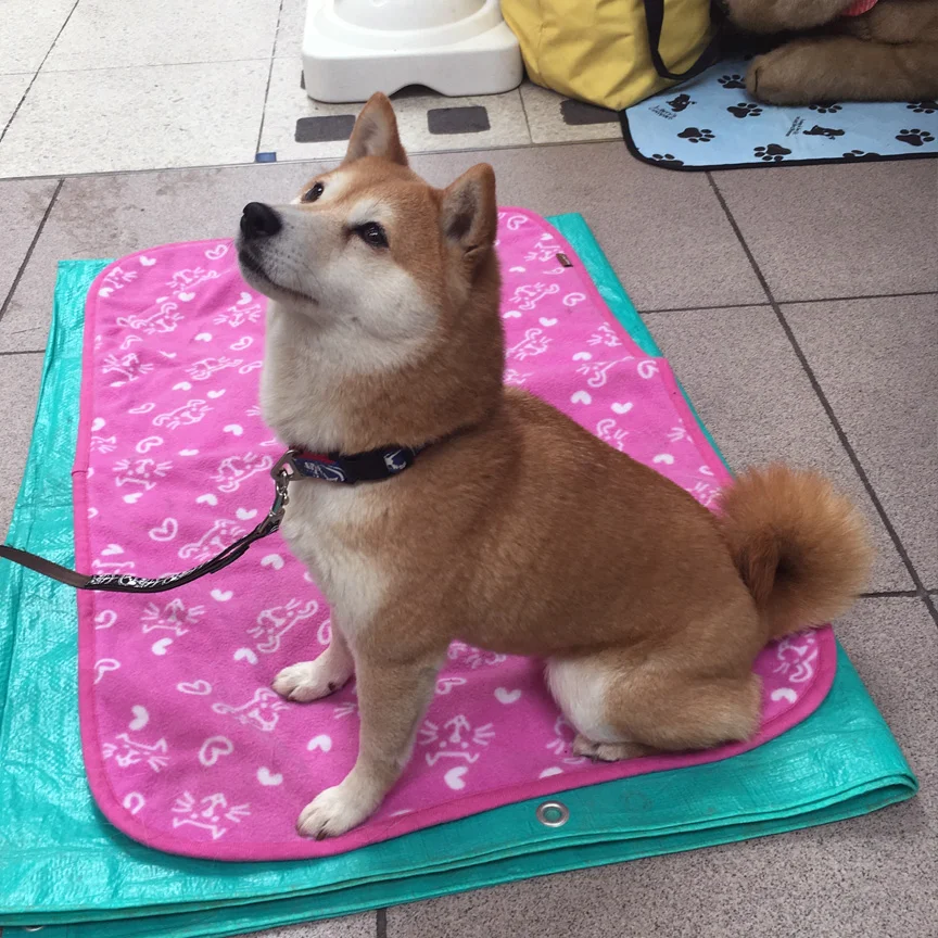 LL-Blog_Shiba.jpg