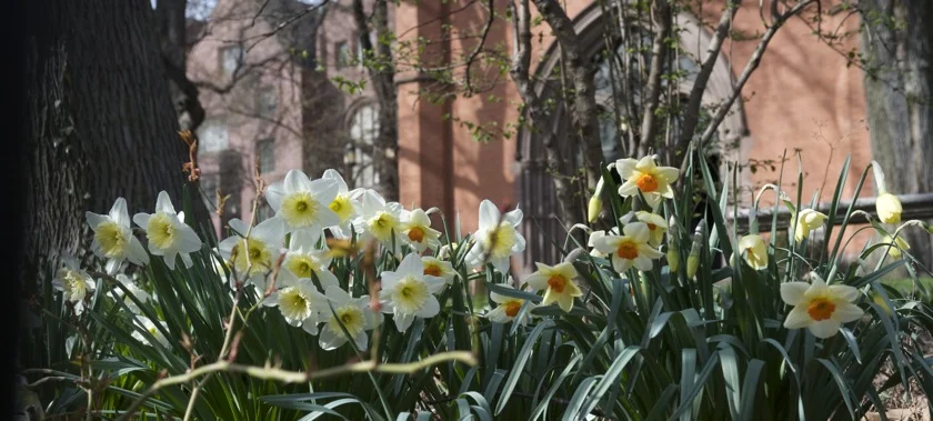Daffs-wide.jpg