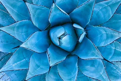 agave.jpg