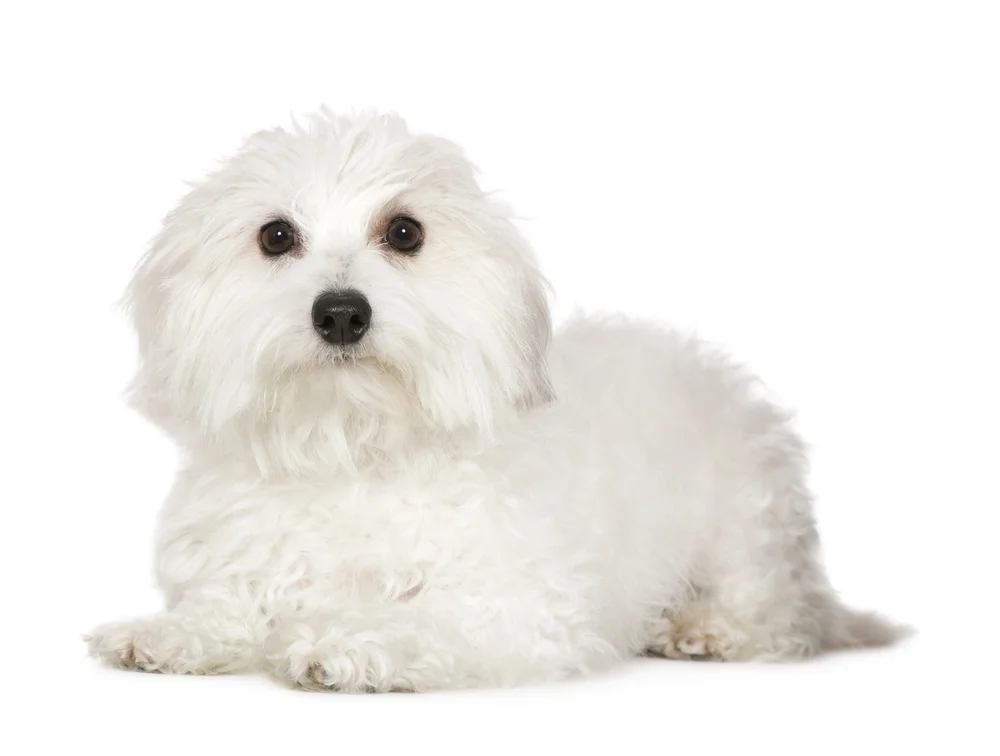 hypoallergenic-dog.jpg