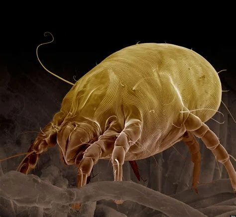 dust mites.jpg