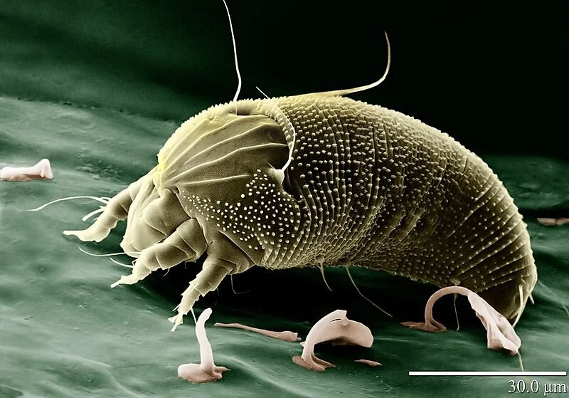 Where dust mites comes from? — Protech Allergies