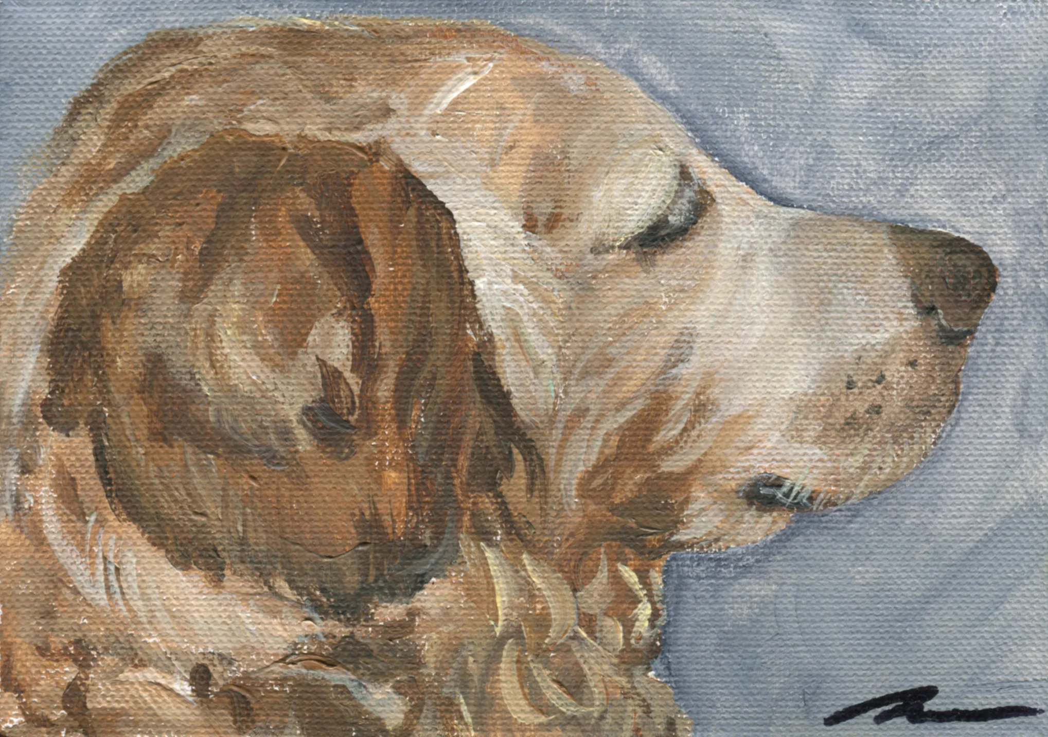 DM_DogPortrait6_WEB.jpg