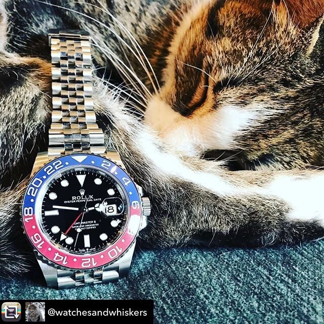 Taking a cue from @watchesandwhiskers - let&rsquo;s see all of your best fur baby + watch photos this week! Repost from @watchesandwhiskers using @RepostRegramApp - I call this one: sleeping cat, cherry Pepsi.