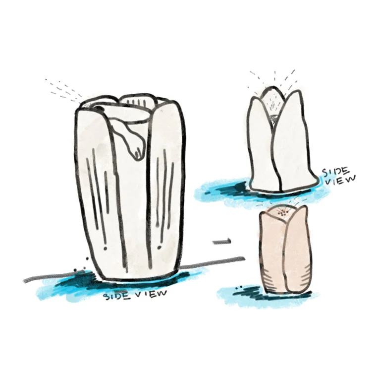 SCJ Insect Diffuser Sketch.jpg