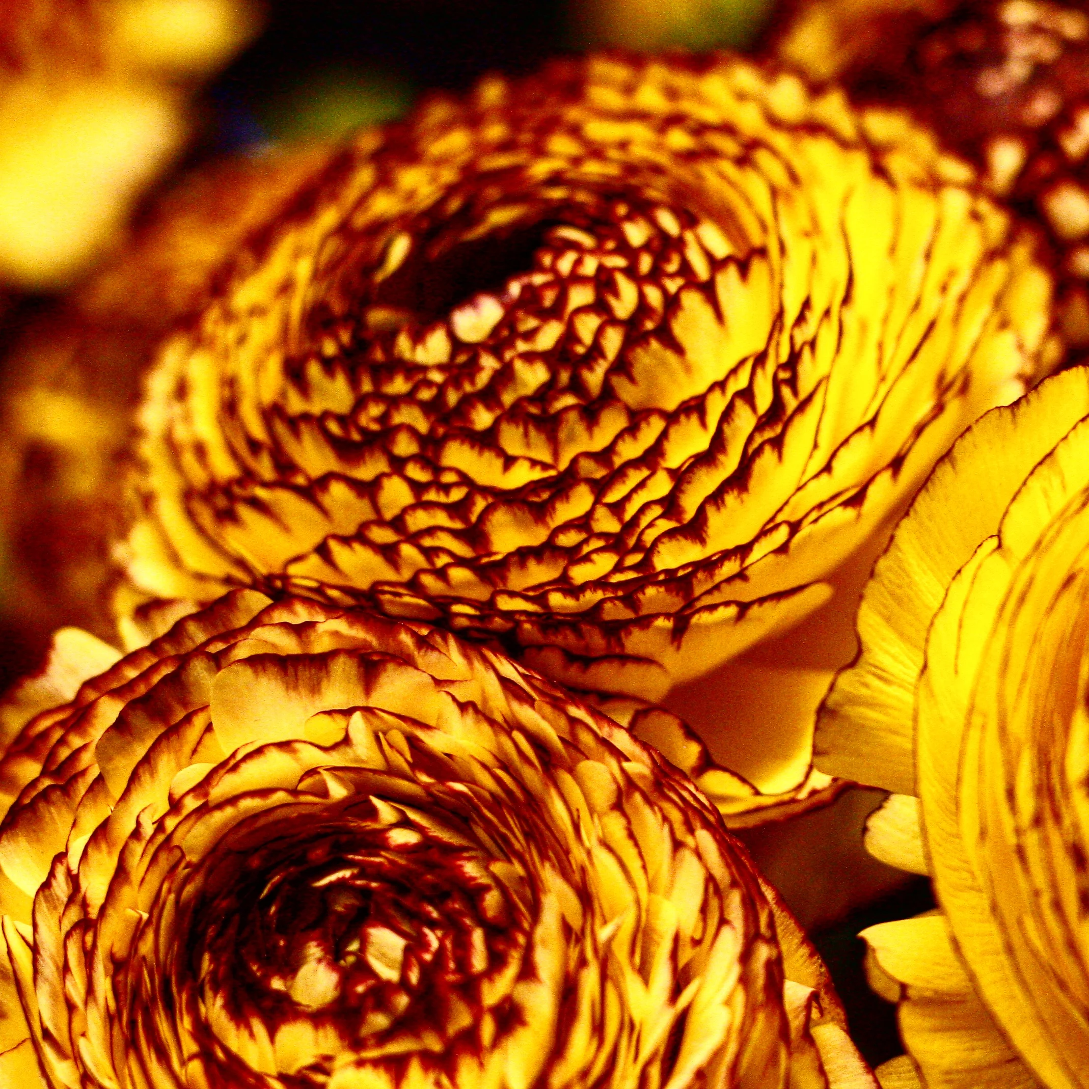 Blomster. Foto: Viktoria Falén, Melody Flowers.