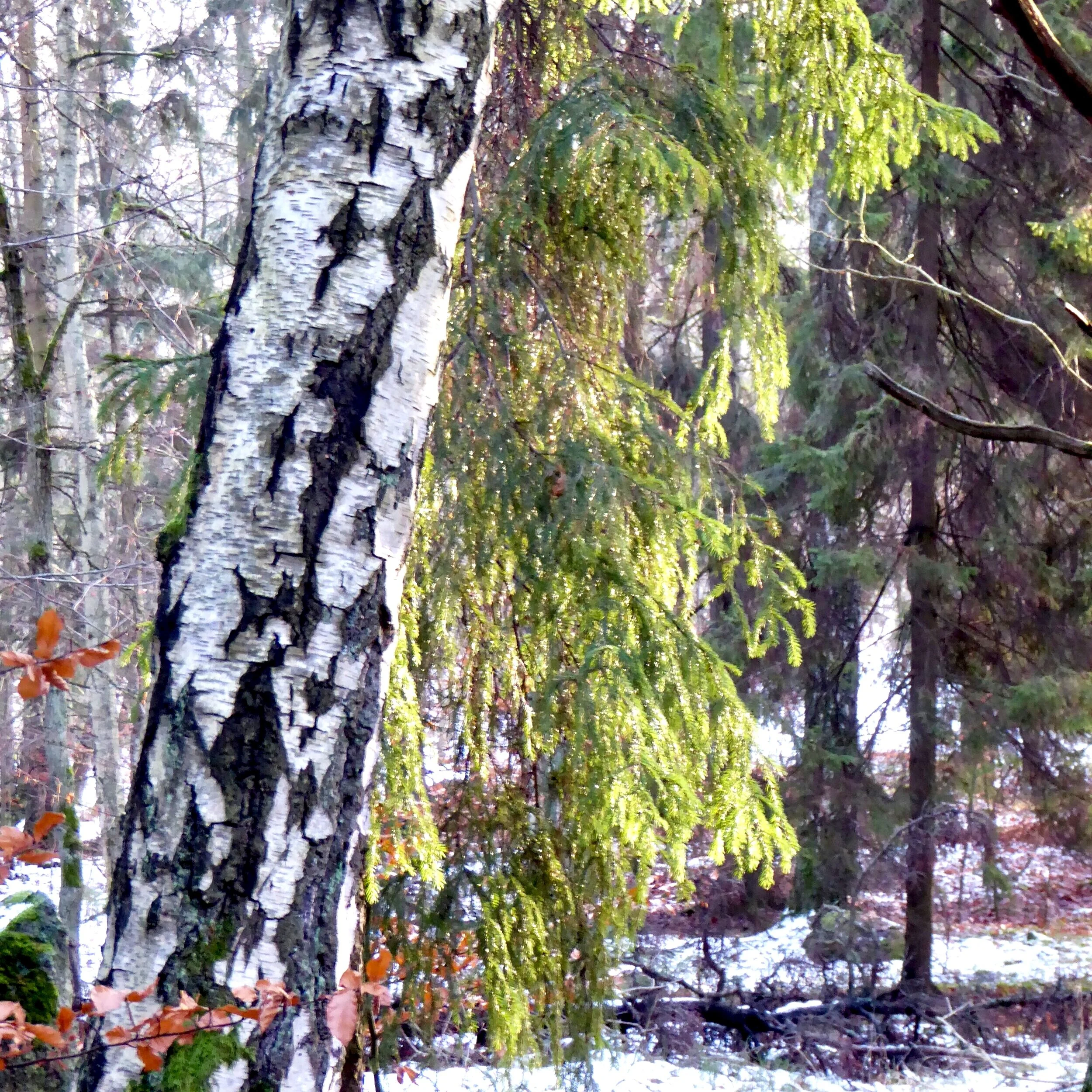 Skogsbad+p%C3%A5+vintern.+Foto%3A+Jenny+Rosen%2C+Djurg%C3%A5rdens+Ekolyx.jpg