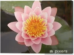rosa lotus.jpg