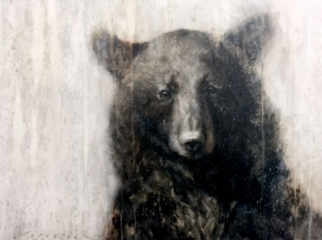 Black Bear