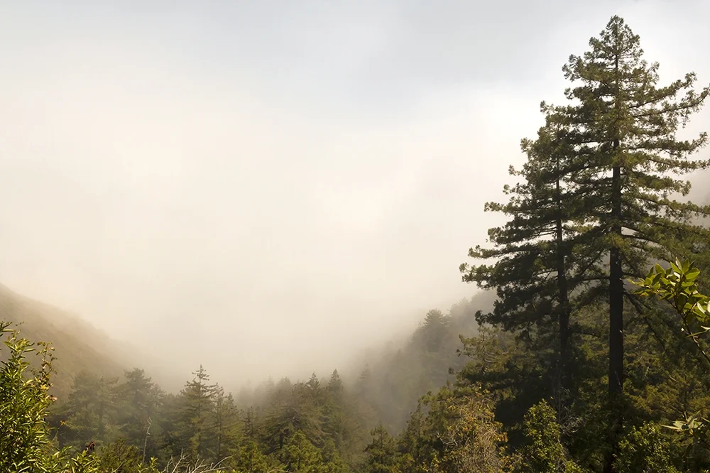 foggytree_web.jpg