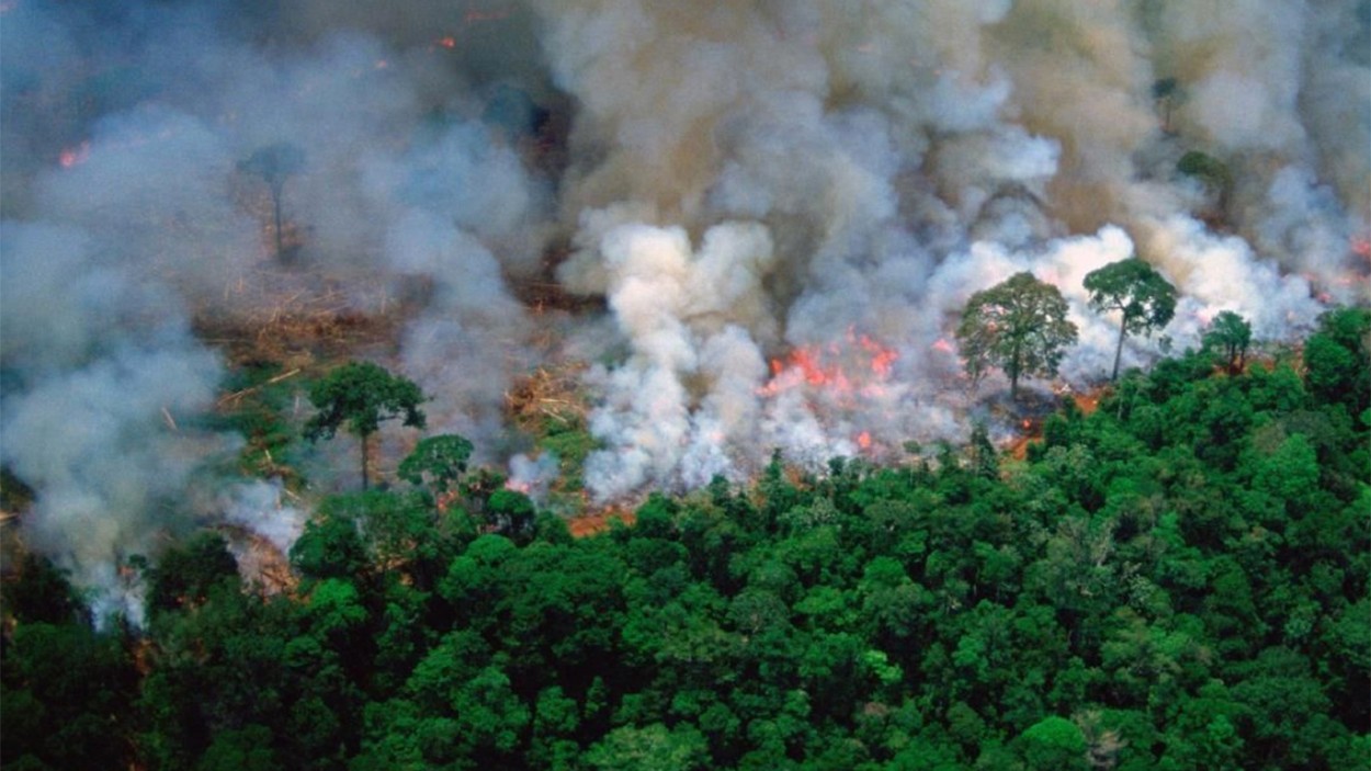amazon-rainforest-fire.jpeg