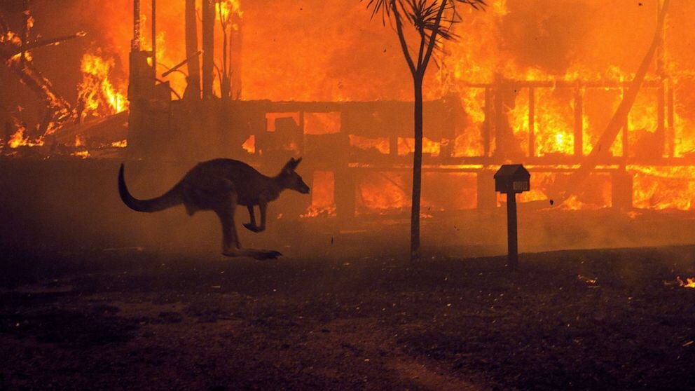 Here's what you need to the Australian bushfires and how you can help — The Mujerista