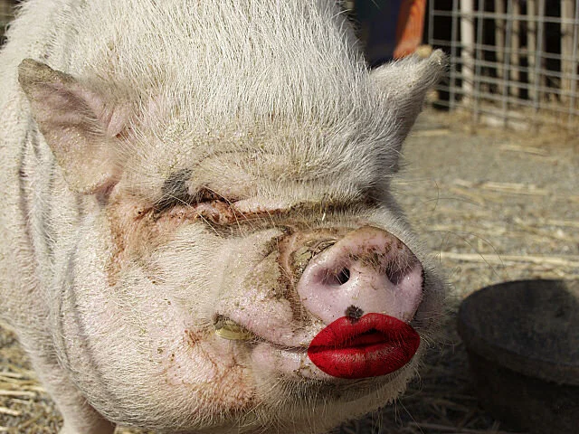 The lipstick + the pig