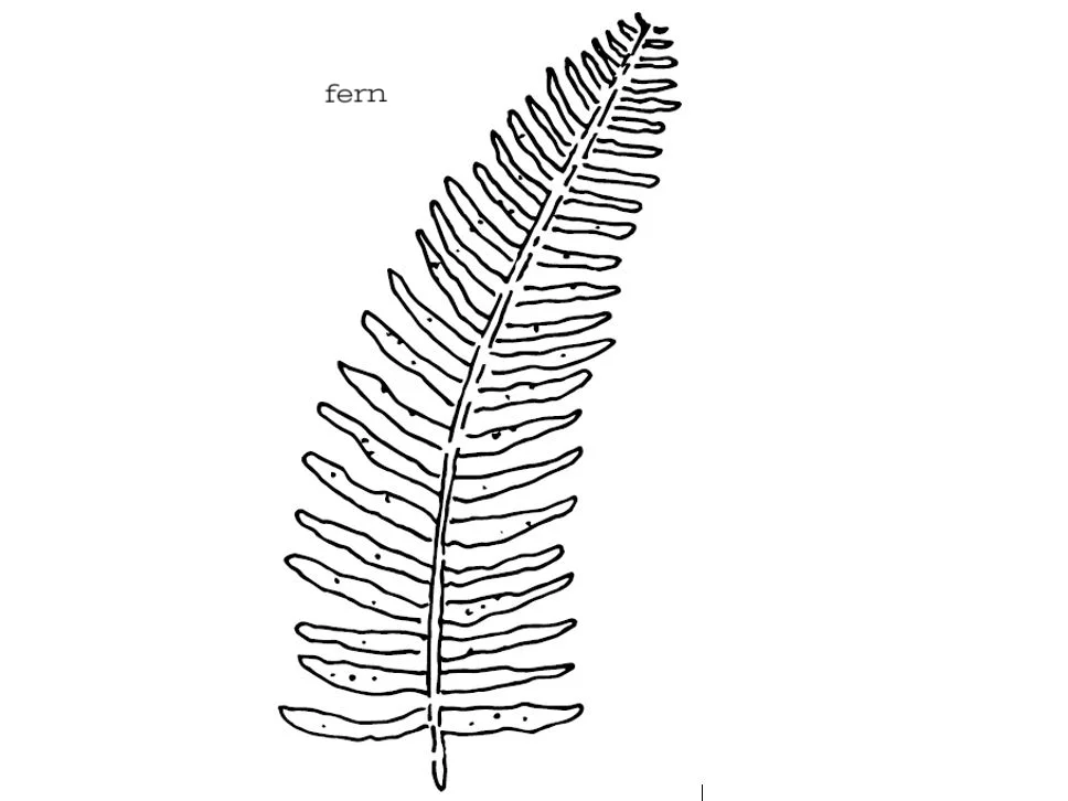 fern clip.JPG